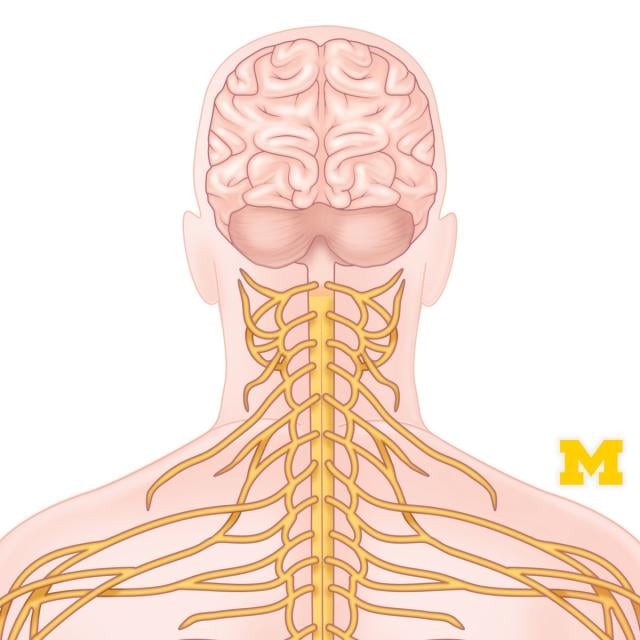 Anatomy: Human Neuroanatomy (Coursera)